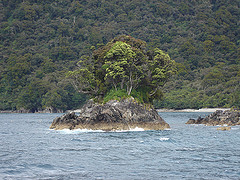 tree on sea